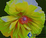 The Energy Within - Gallery 4.1 Artistic Photos