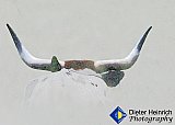 The Spirit of Texas Longhorn - Gallery 4.1 Artistic Photos