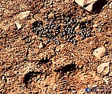 Footprints in Nature - Gallery 4.3 Just for FUN