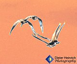 Silent Flight - Gallery 4.1 Artistic Photos