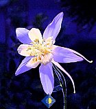 Colorado Columbine - Gallery 4.3 Just for FUN
