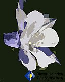 Columbine on a Colorado Morning - Gallery 4.1 Artistic Photos