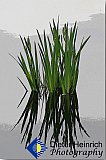 Calm Strength - Gallery 4.1 Artistic Photos