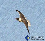 Gulf Gull - Gallery 4.3 Just for FUN