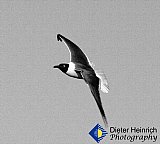 Gulf Gull - Gallery 4.3 Just for FUN
