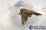 Falcon Hunt - Gallery 4.1 Artistic Photos