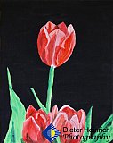 Endurance in Darkness - Gallery 4.2 PHOTOS of ART