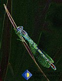 Blue on Green - Gallery 4.1 Artistic Photos
