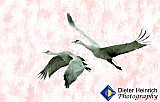 On the Wings of Poetry - Gallery 4.3 Just for FUN