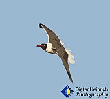 Gulf Gull - Gallery 4.1 Artistic Photos