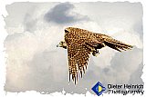 Falcon Hunt - Gallery 4.3 Just for FUN