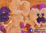Bowl of Flowers - Gallery 4.3 Just for FUN