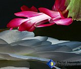 Cactus Possibilities - Gallery 4.2 PHOTOS of ART