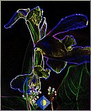 Iris Majesty - Gallery 4.3 Just for FUN