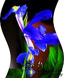 Iris Majesty - Gallery 4.3 Just for FUN