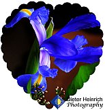Iris Majesty - Gallery 4.3 Just for FUN