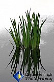 Calm Strength - Gallery 4.3 Just for FUN