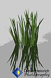 Calm Strength - Gallery 4.3 Just for FUN