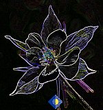 Colorado Columbine in the Mountains - Gallery 4.1 Artistic Photos