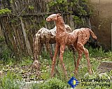 Santa Fe Wild Horses - Gallery 4.2 PHOTOS of ART