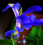 Iris Majesty
 - Gallery 4.1 Artistic Photos