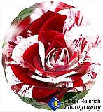 Red and White Rose of Love - Gallery 4.1 Artistic Photos