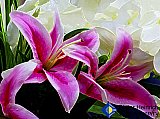 Lilies of my Friendship - Gallery 4.1 Artistic Photos