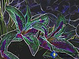 Lilies of my Friendship - Gallery 4.1 Artistic Photos