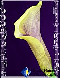 Lily of my Spirit - Gallery 4.1 Artistic Photos