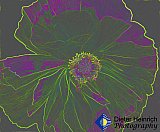 The Energy Within - Gallery 4.1 Artistic Photos