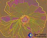 The Energy Within - Gallery 4.1 Artistic Photos