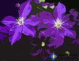 Clematis Supreme - Gallery 4.1 Artistic Photos