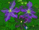 Clematis Supreme - Gallery 4.1 Artistic Photos