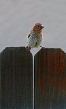 You try it sometime - Gallery 1  Birds