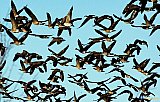 Organized flight - NEW Photos