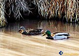 Let's enjoy the Spring sunshine on the Colorado River water - Gallery 1  Birds