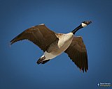 One proud Canadian goose - Gallery 1  Birds