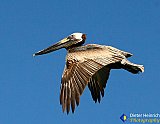 Tis Wonderful - Gallery 1  Birds