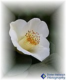 Elegance of Huntington
 - Gallery 2  Flowers Shrubs Trees