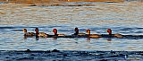 Evening calm - Gallery 1  Birds