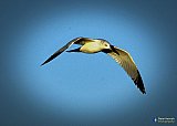Seaful glide - Gallery 1  Birds