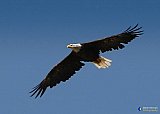 Majestic flight - Gallery 1  Birds