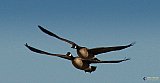 Two geese - NEW Photos