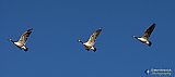 Straight line of flight - NEW Photos
