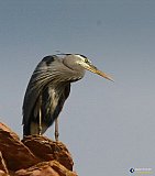Watching - Gallery 1  Birds