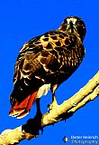 On the alert - Gallery 1  Birds