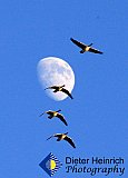 Geese flying in the light of the moon - Gallery 1  Birds