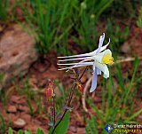 Gallery 10.1  Wildflowers