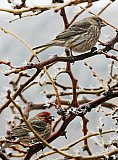 Frosty Snack - Gallery 1  Birds