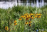 Gallery 10.1  Wildflowers